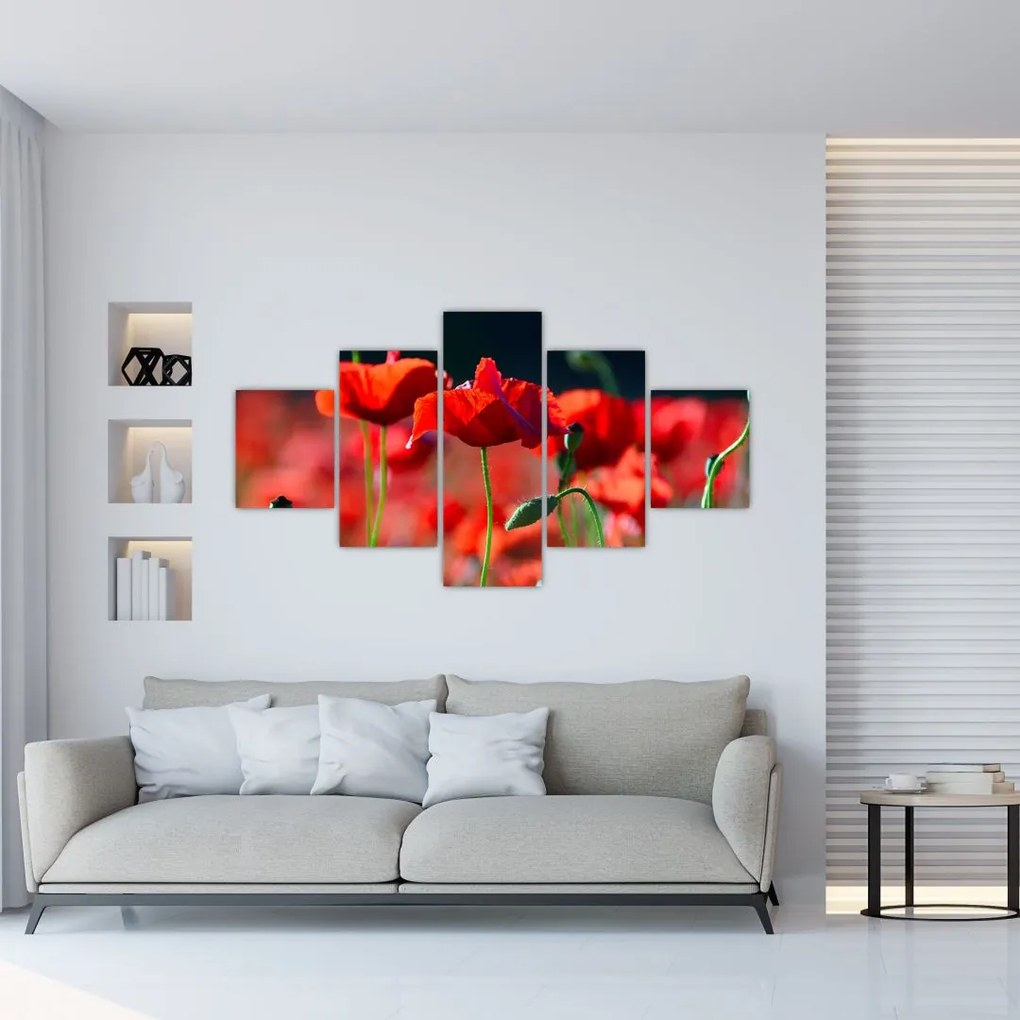 Obraz - maki (125x70 cm)