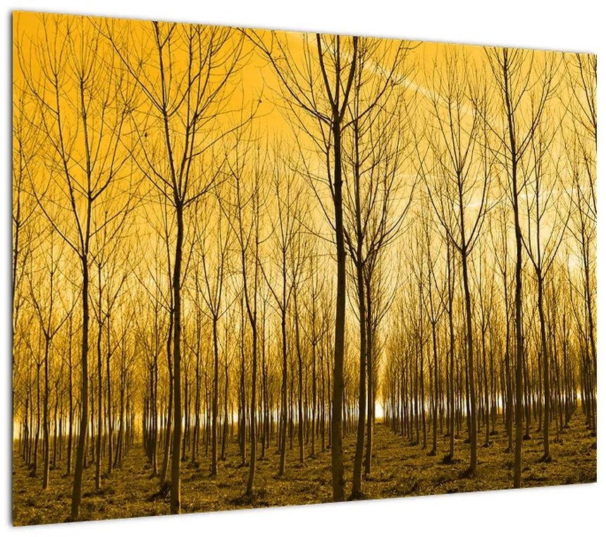 Obraz lasu o zachodzie słońca (70x50 cm)