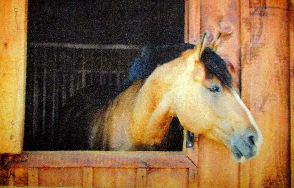 Wycieraczka Deco Star Konik 40 cm x 60 cm