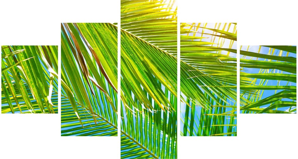 Obraz - Liście palmowe (125x70 cm)