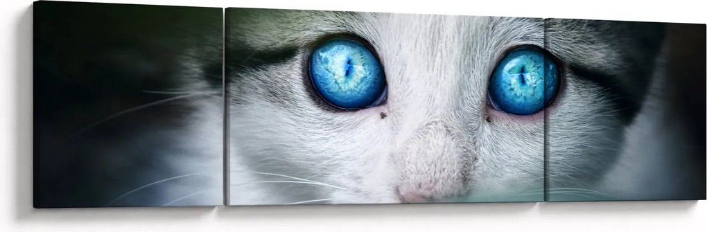 Obraz kota (170x50 cm)