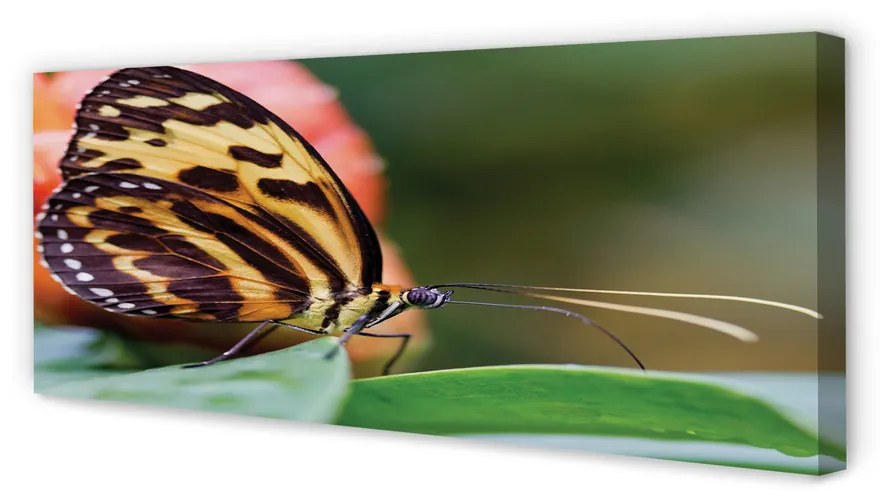 Obraz na płótnie Motyl