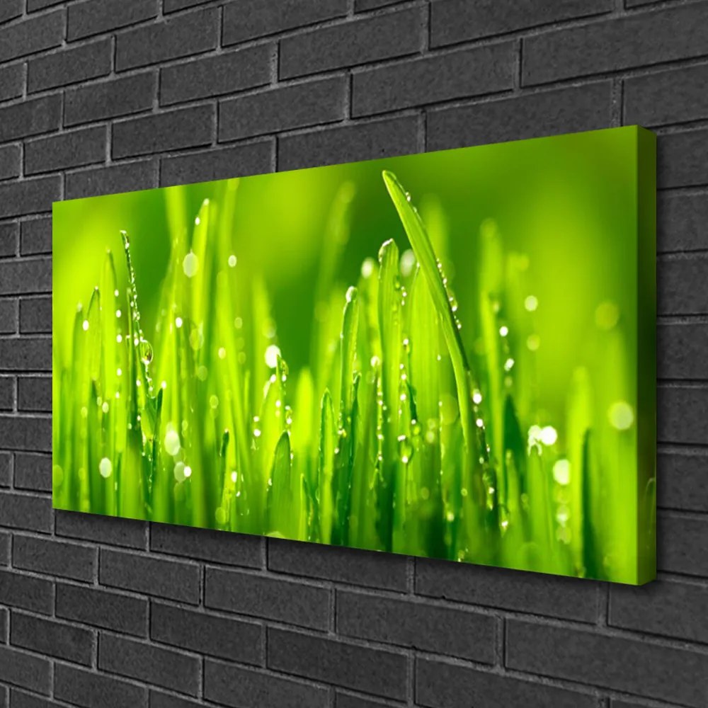 Obraz Canvas Zielona Trawa Krople Rosy