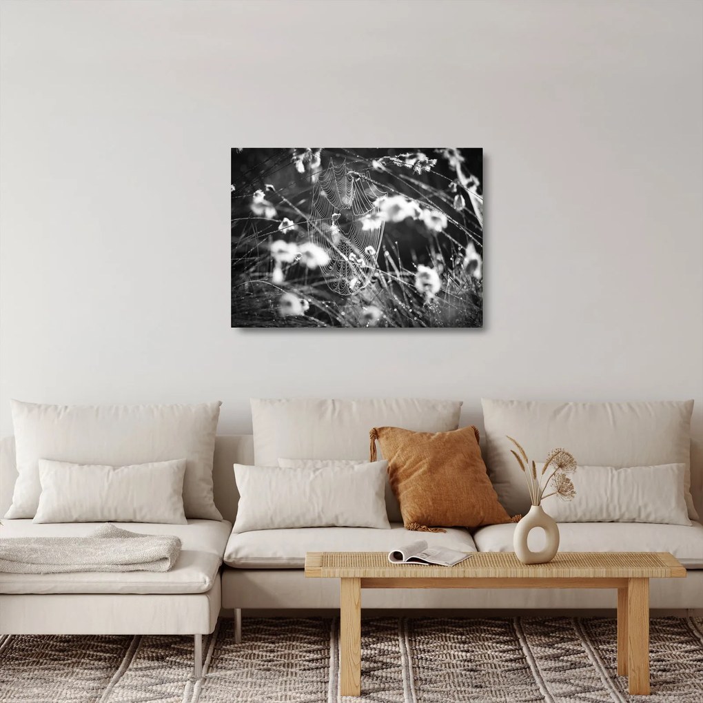 Obraz na szkle - Pajęczyna na łące (70x50 cm)
