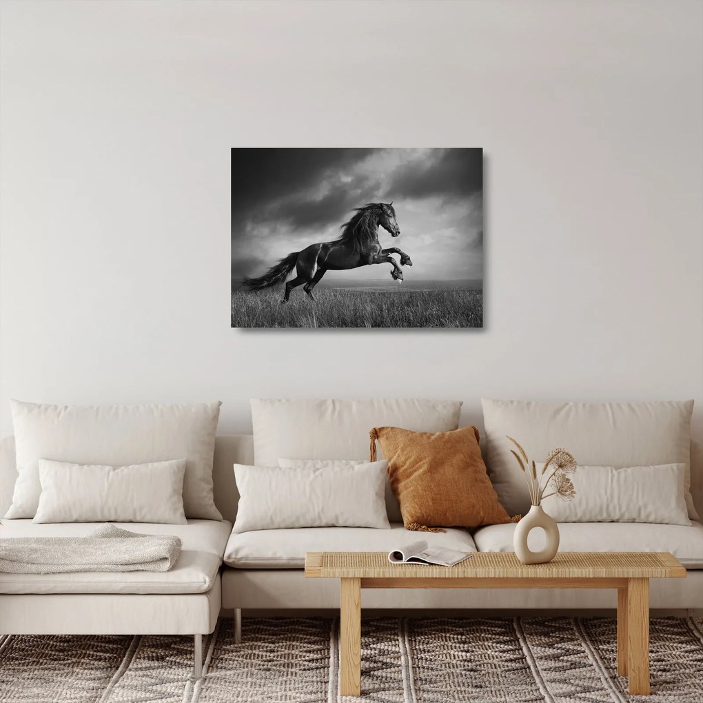 Obraz na szkle - Czarny i biały koń (70x50 cm)