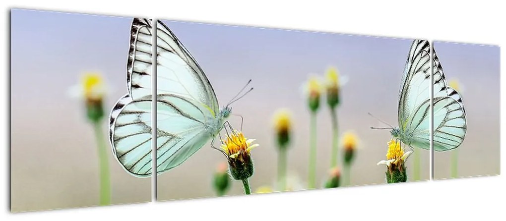 Obraz motyli na kwiatku (170x50 cm)