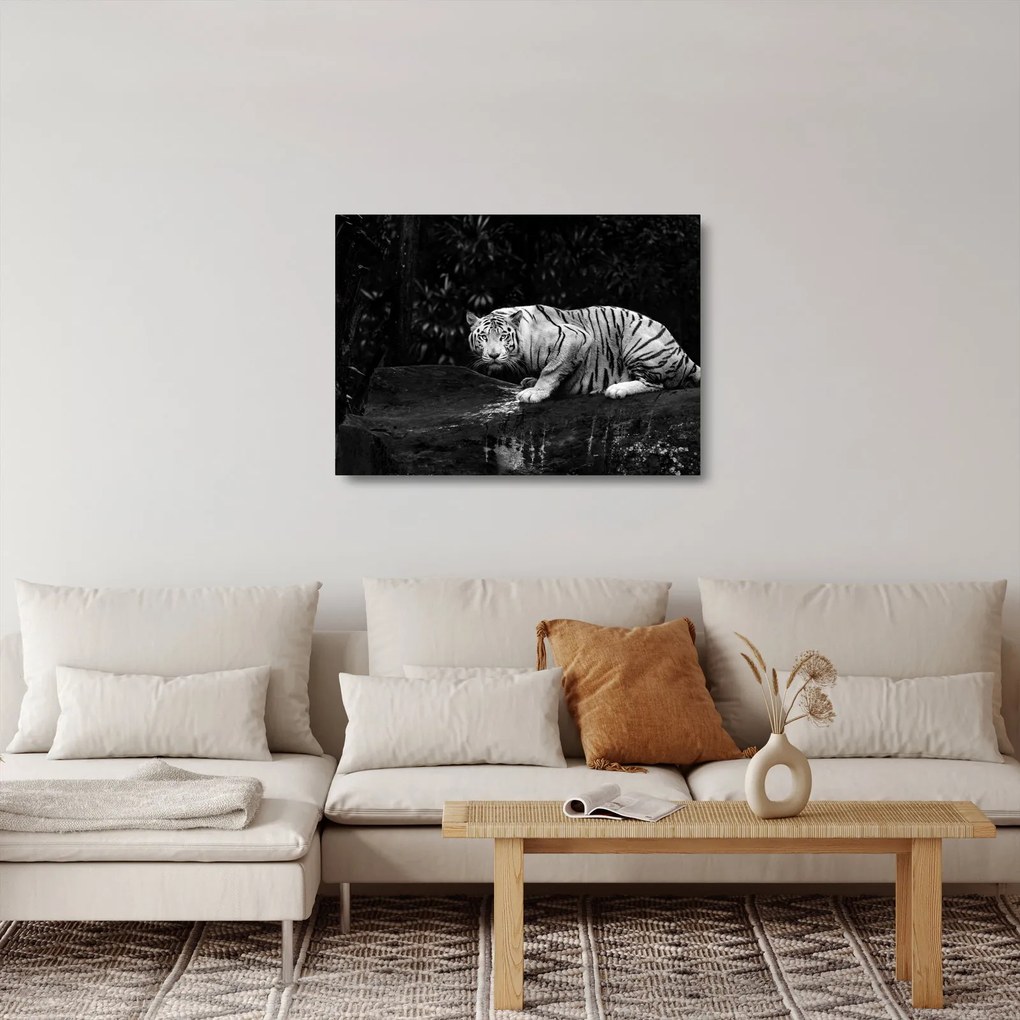 Obraz na szkle - Tygrys albinos, czarno - biały (70x50 cm)