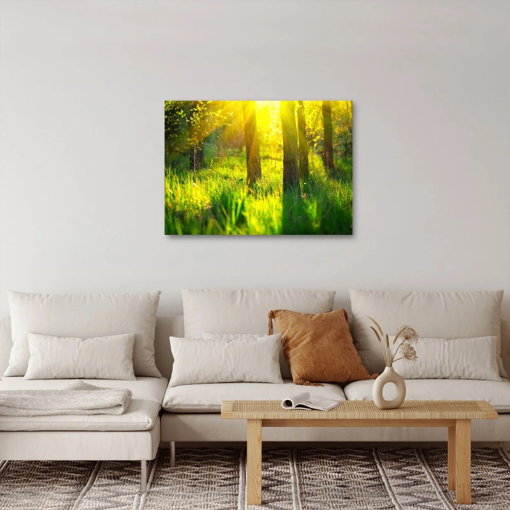 Obraz - Wiosenne przebudzenie lasu (70x50 cm)