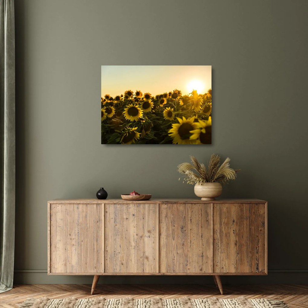 Obraz na szkle - pole słoneczników (70x50 cm)