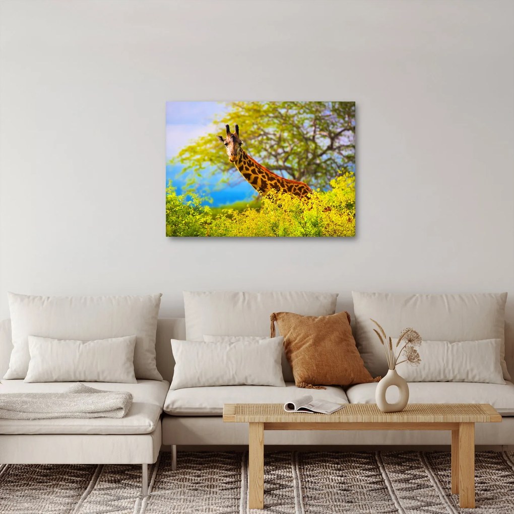 Obraz żyrafy w Afryce (70x50 cm)