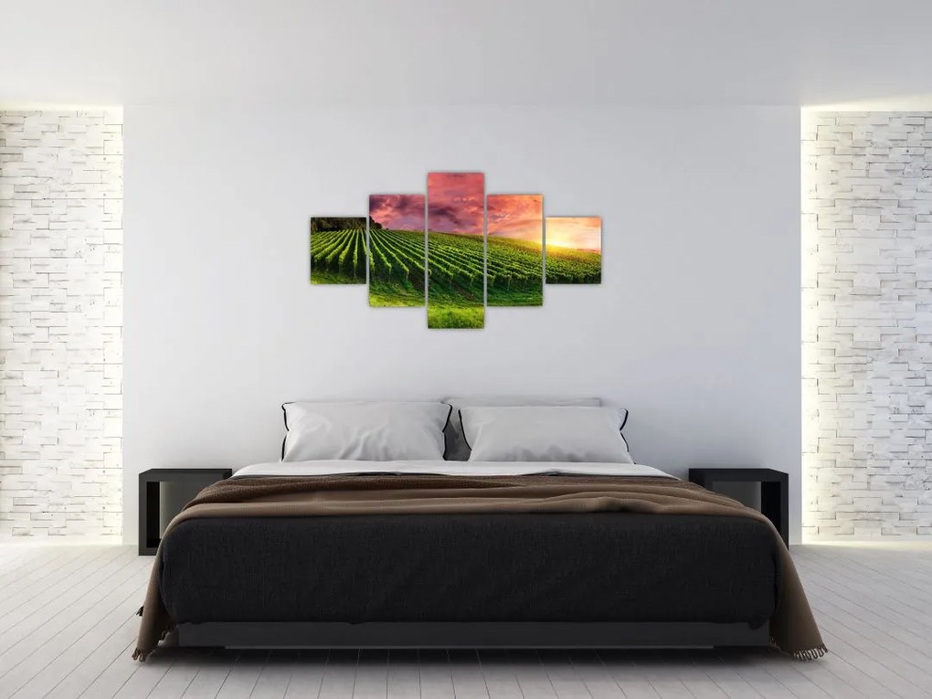 Obraz winnicy z kolorowym niebem (125x70 cm)