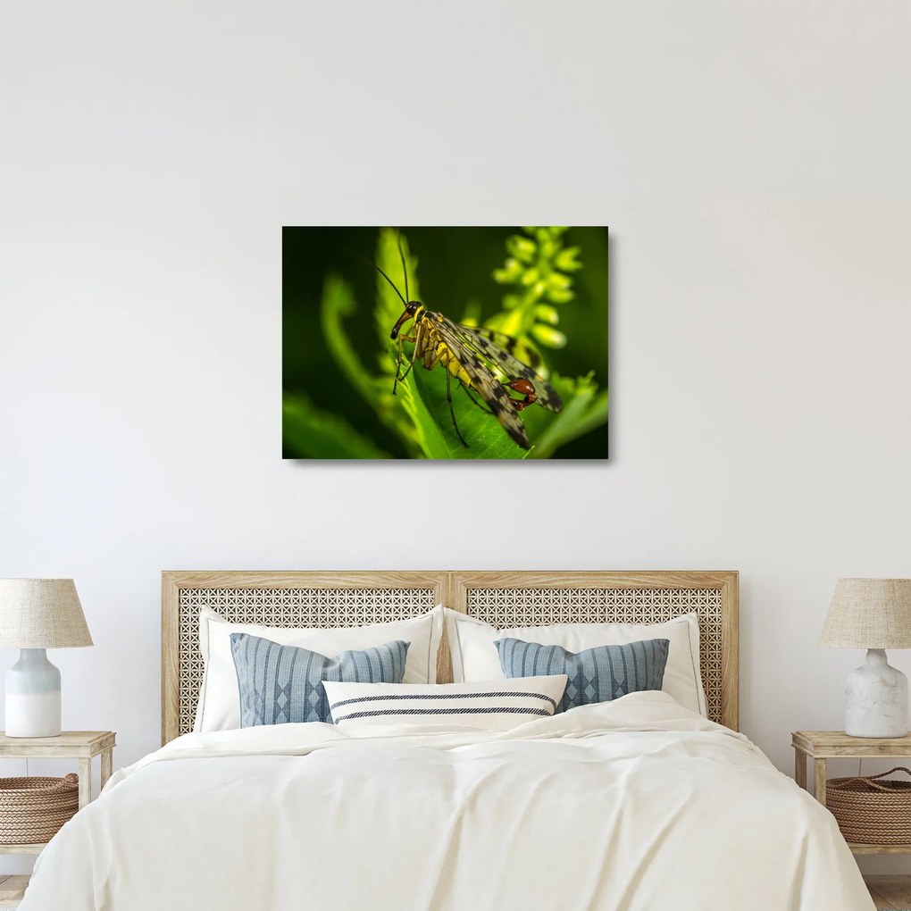 Obraz na szkle - owad (70x50 cm)