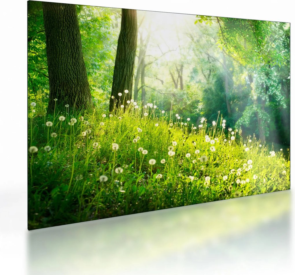 Obraz na szkle - Magiczna łąka pełna mniszków lekarskich (70x50 cm)