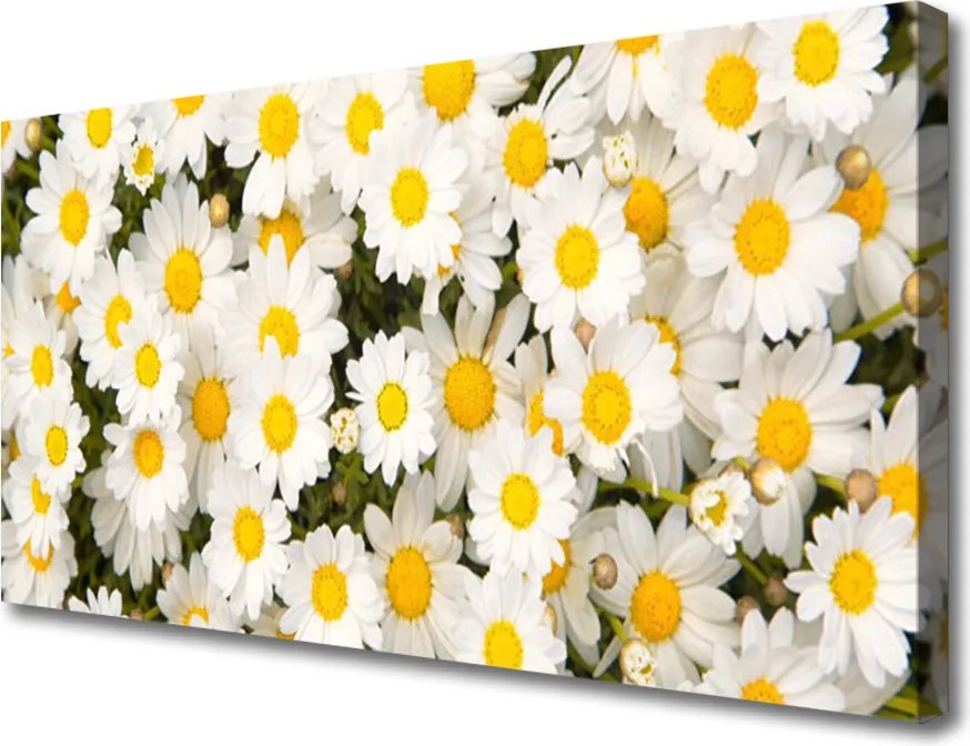 Obraz canvas Białe Stokrotki w Trawie