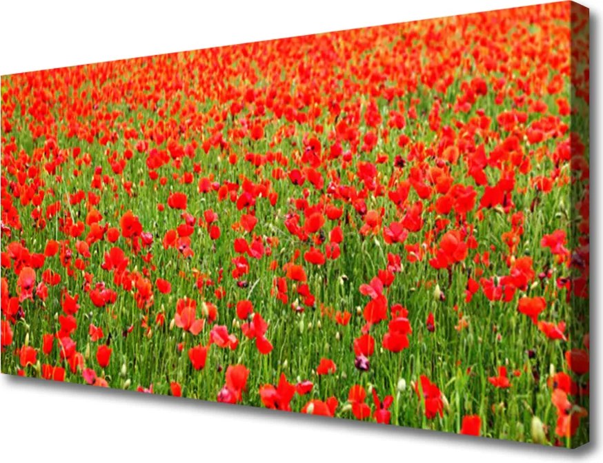 Obraz canvas Krwistoczerwone Maki
