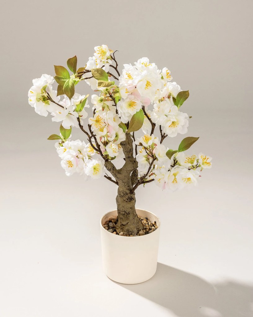 Drzewko Wiśnia Sakura w doniczce 50 cm