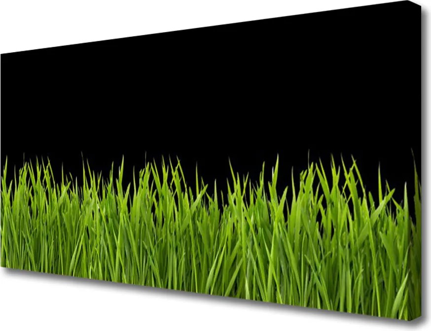 Obraz canvas Puszysta Kula Dmuchawca