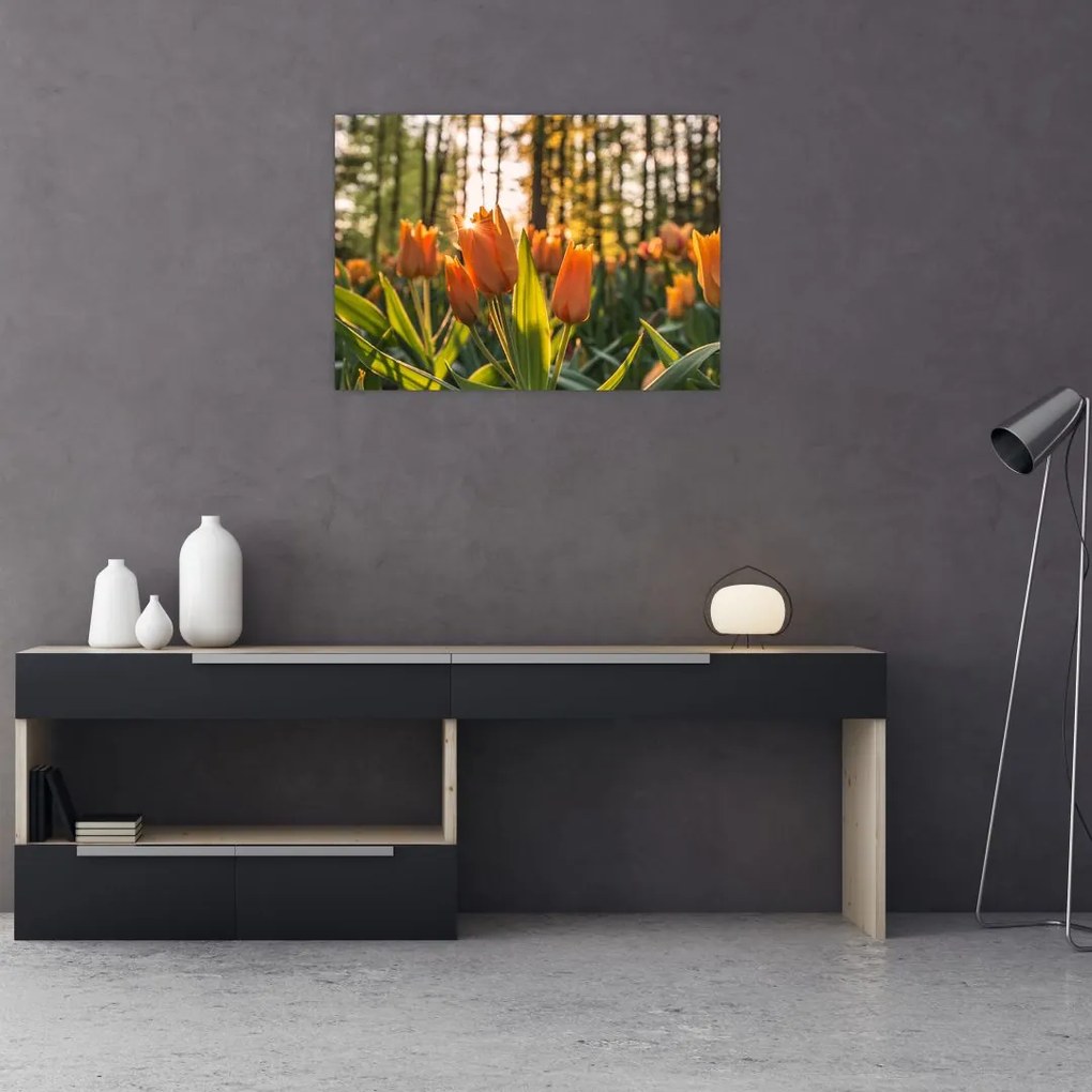 Obraz - pomarańczowe tulipany (70x50 cm)