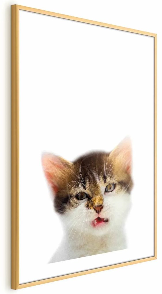 Plakat Zirytowany kot 60x90 cm z ramą złotą z marginesem ARTGEIST B