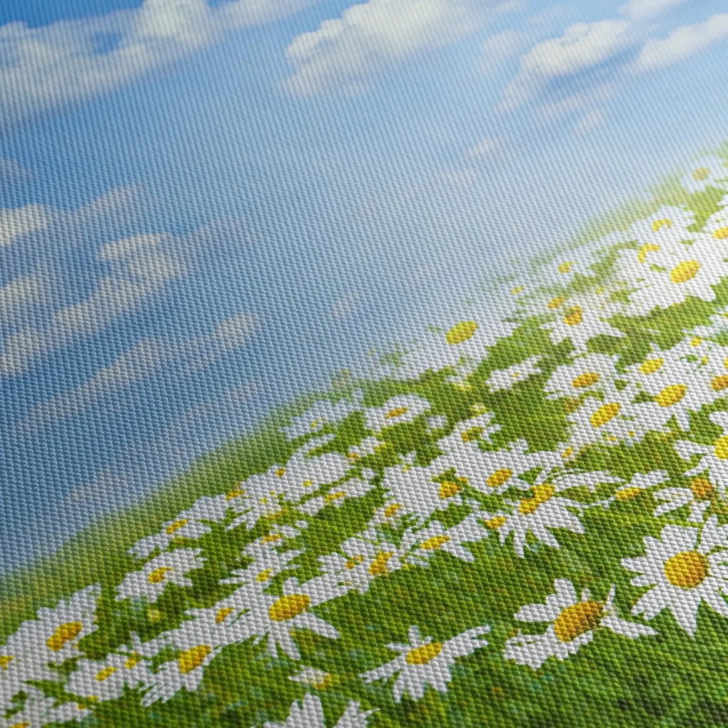 Obraz kwitnącej łąki ze stokrotkami (z zegarem) (90x30 cm)