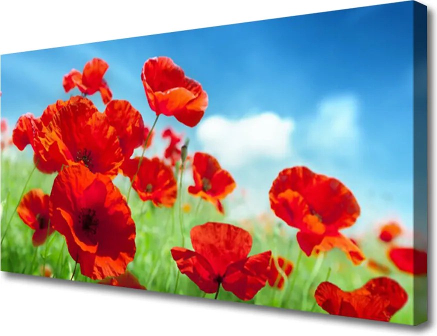 Obraz canvas na ścianę Maki w Porannej Rosie