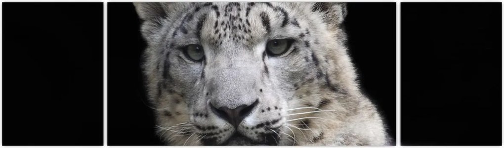 Obraz - Snow Leopard (170x50 cm)