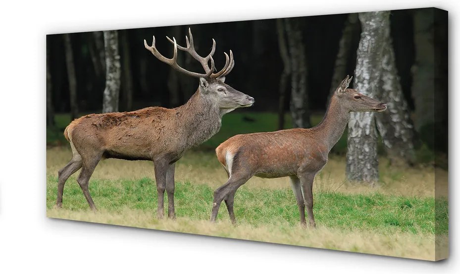 Fotoobraz na płótnie Król Lasu: Jeleń