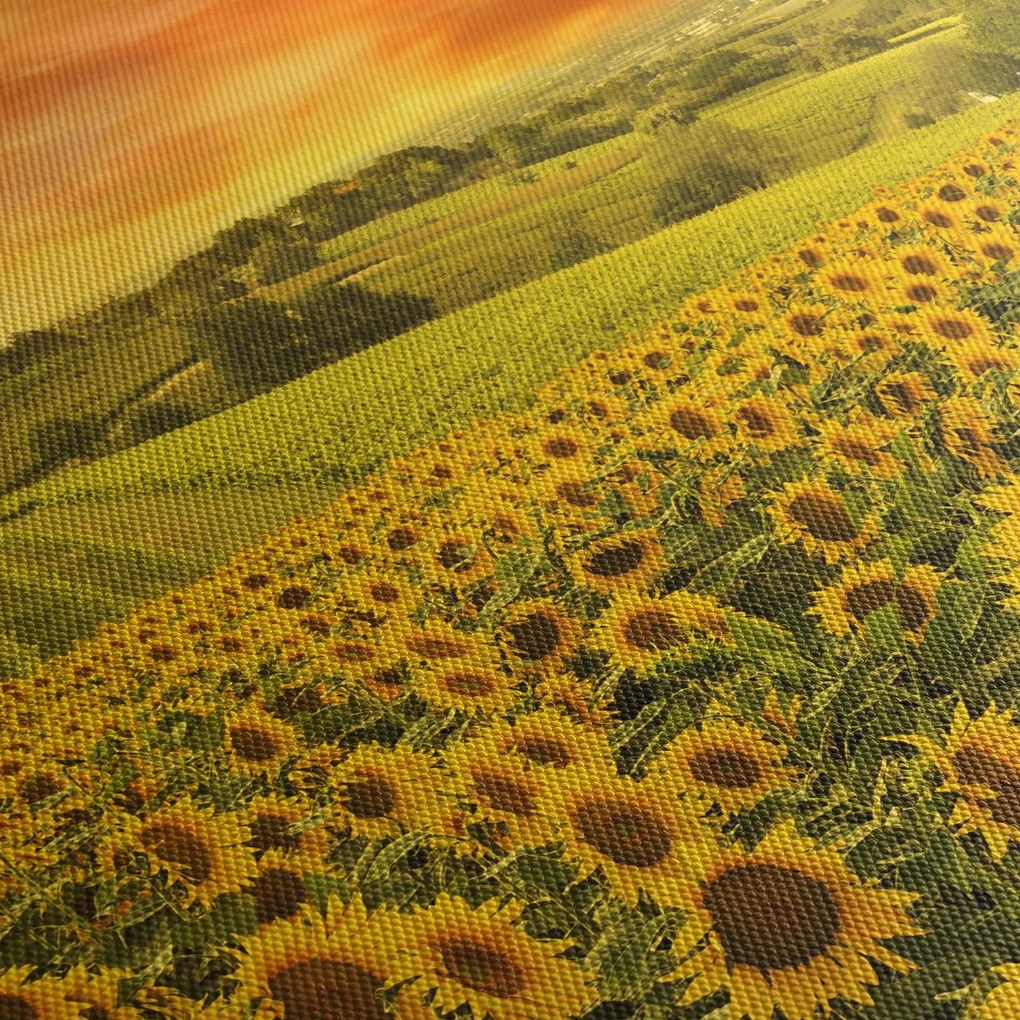 Obraz - Pole słoneczników (125x70 cm)