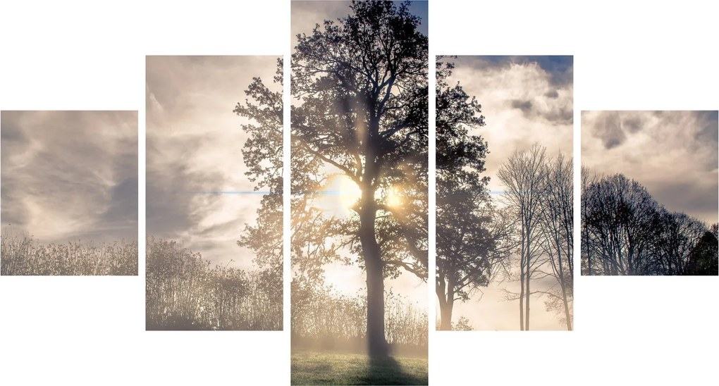 Obraz drzewa we mgle (125x70 cm)