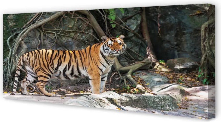Obraz canvas na ścianę Tygrys w Dżungli
