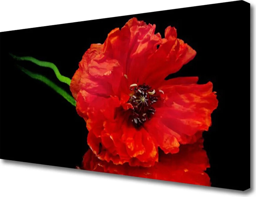 Obraz canvas Samotny Mak w Polu