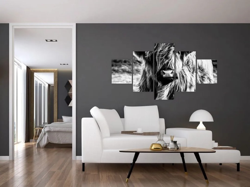 Obraz - Highland - szkocka krowa (125x70 cm)