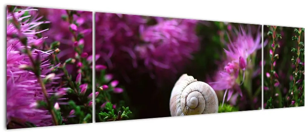 Obraz - Muszla ślimaka (170x50 cm)