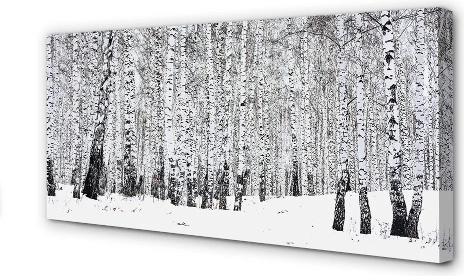 Fotoobraz na płótnie Zimowy Krajobraz z Brzozami