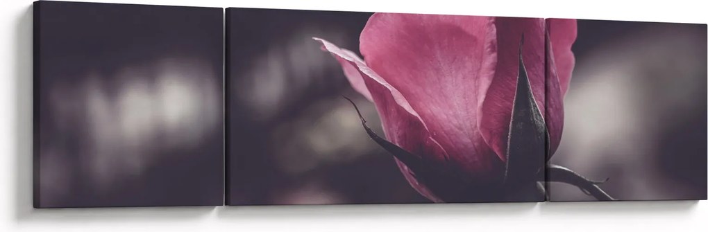 Obraz - Detal kwiatu róży (170x50 cm)