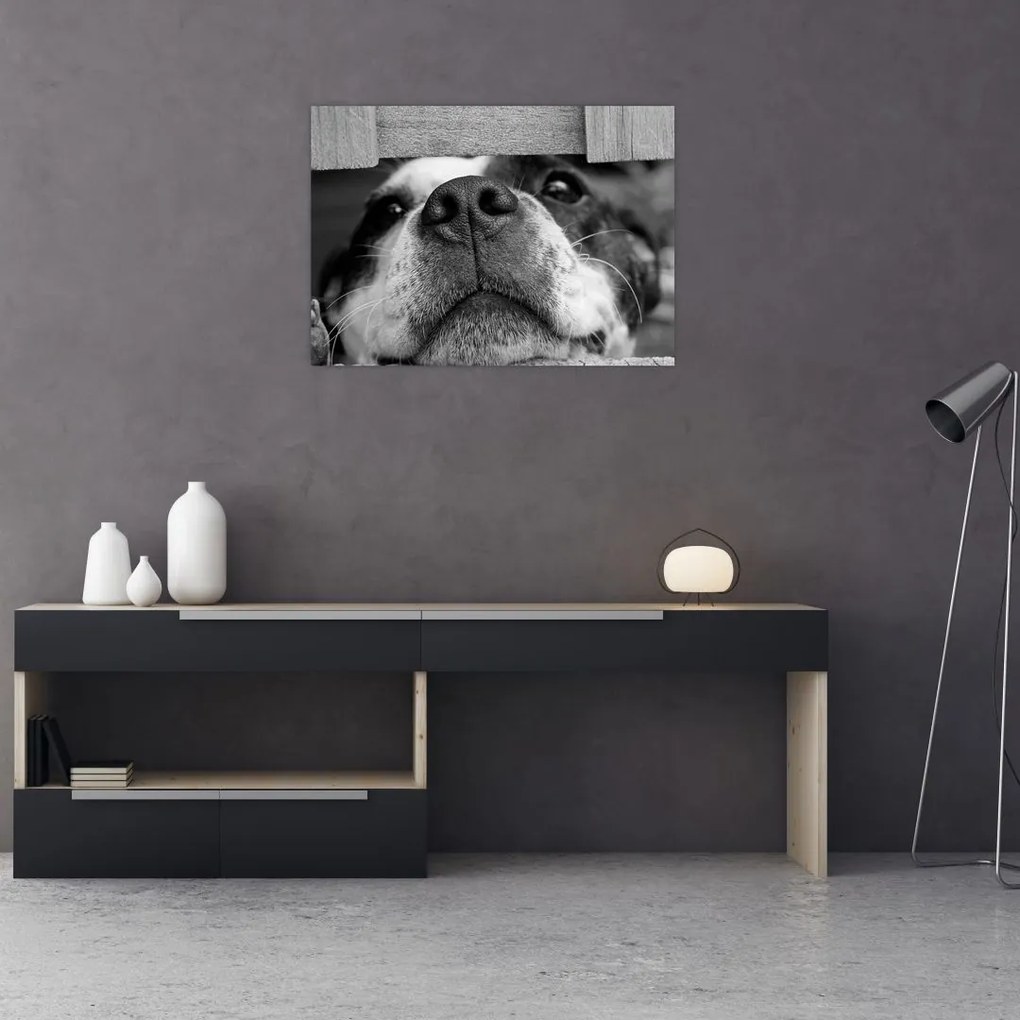 Obraz na szkle psa (70x50 cm)