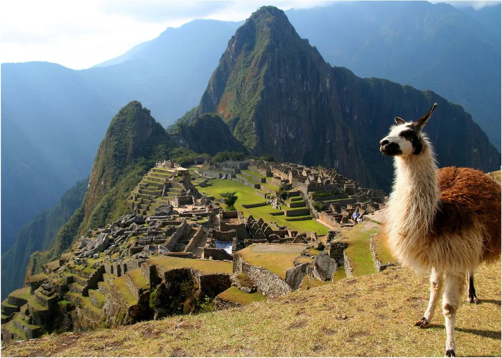 Obraz - Lama i Machu Picchu (70x50 cm)