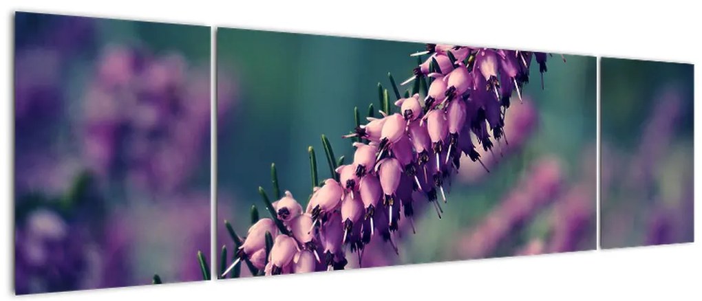 Obraz lawendy (170x50 cm)