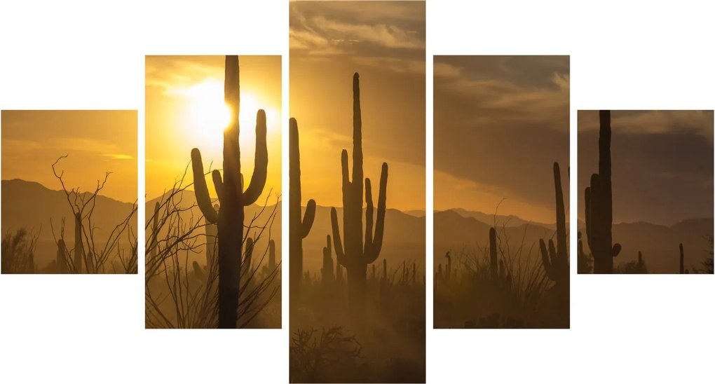 Obraz - Kaktusy Saguaro (125x70 cm)
