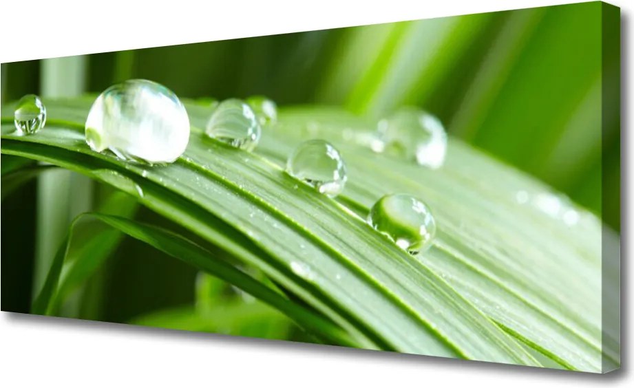 Obraz na płótnie Kropla Rosy w Makrofotografii