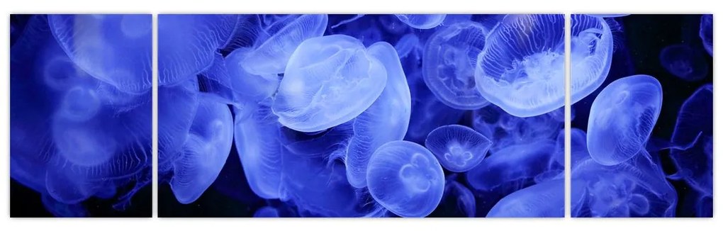 Obraz - Meduzy (170x50 cm)