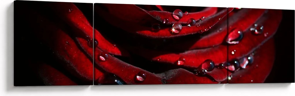 Obraz - Detal róży (170x50 cm)