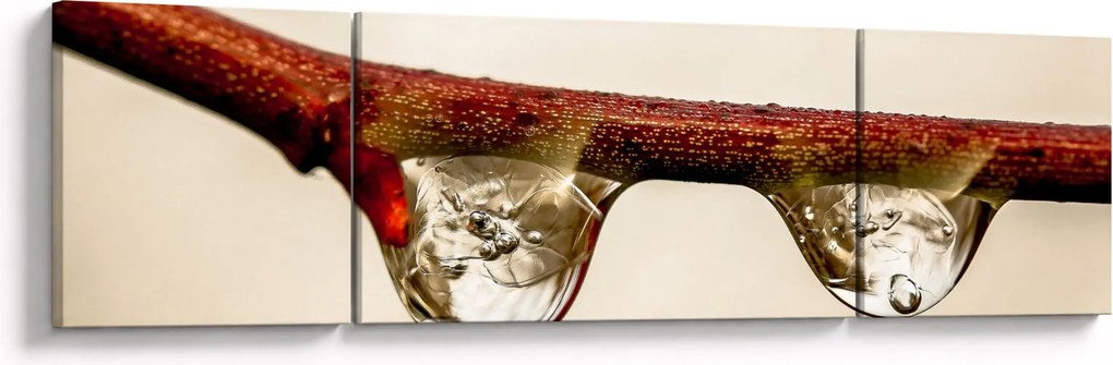 Obraz kropli na gałęzi (170x50 cm)