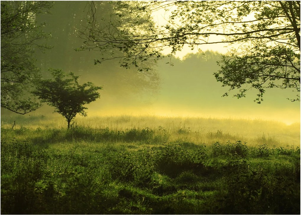 Obraz na szkle - Budzący się las (70x50 cm)