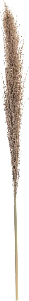 Gałązka Pampas Grass 130cm