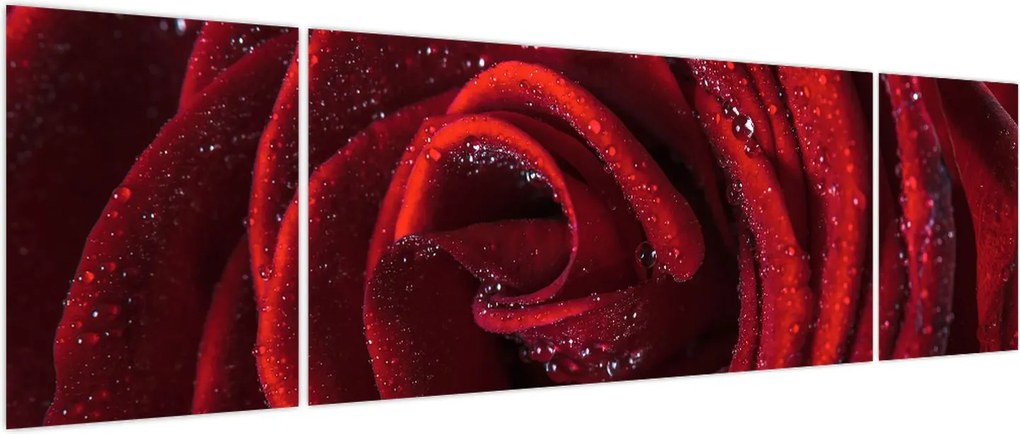 Obraz - Czerwona róża z kroplami rosy (170x50 cm)
