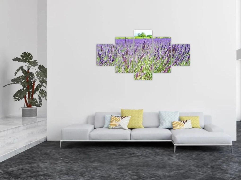 Obraz pola z lawendą (125x70 cm)