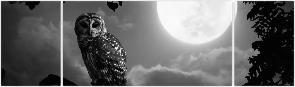 Obraz - Nocna sowa, czarno-biały (170x50 cm)