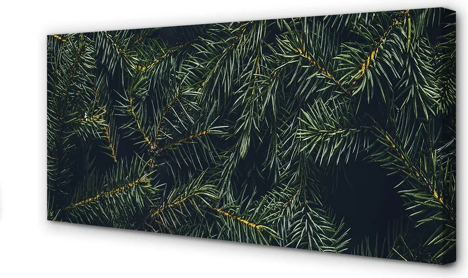 Zdjęcie na płótnie Gałązki i Choinka