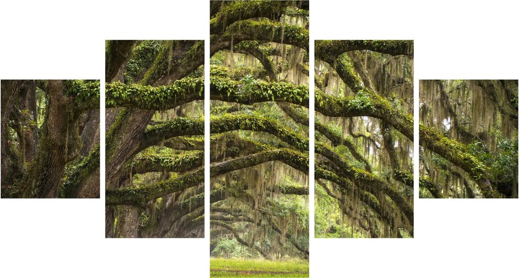 Obraz - Oaks Avenue, Charleston, Karolina Południowa, USA (125x70 cm)